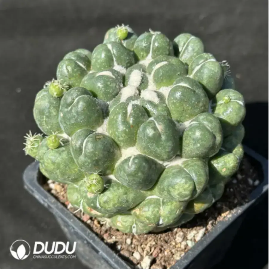 1-2995.webp Cactus-Coryphantha elephantidens - Image 1