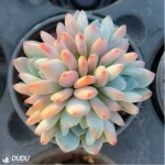 Echeveria Sedeveria Maxwell Cluster