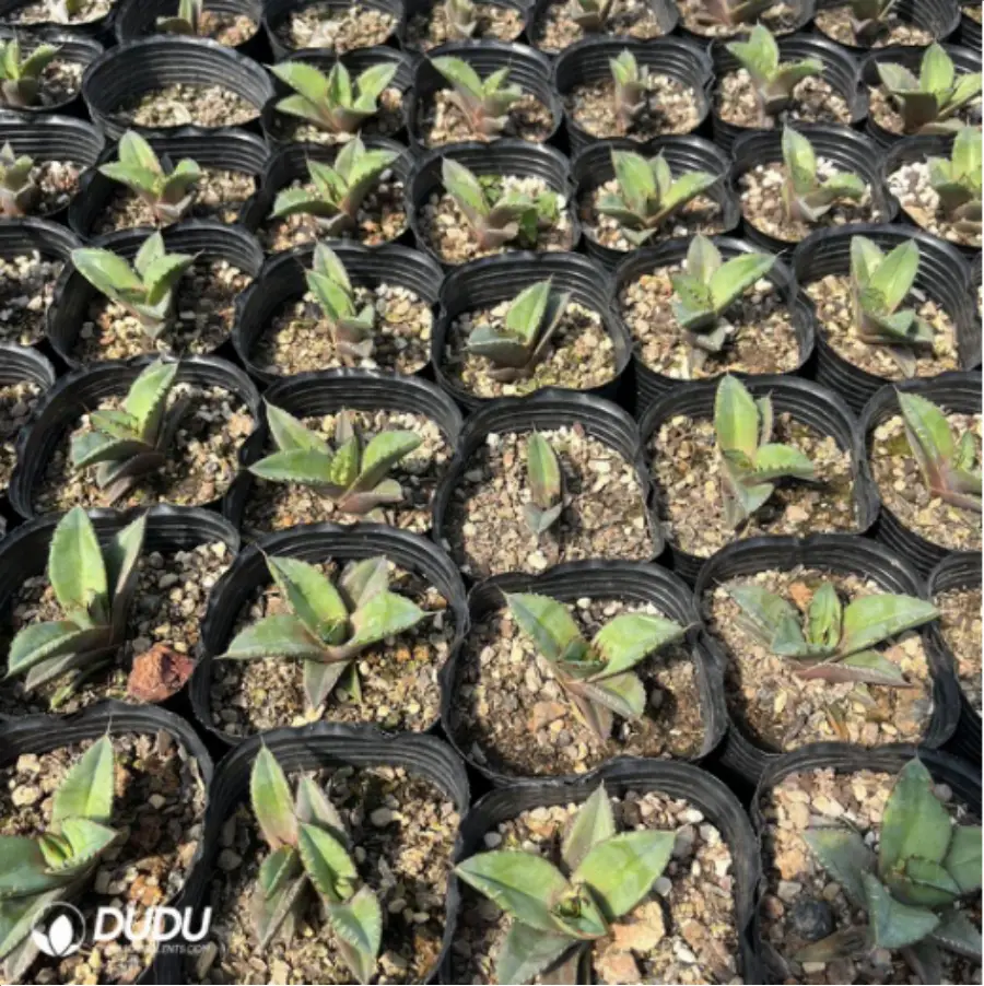 1-3000.webp Agave Diamonds - Image 1