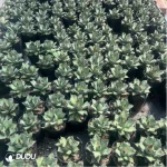 Agave Titanota Gentry Pumila