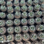 Agave Titanota Gentry White