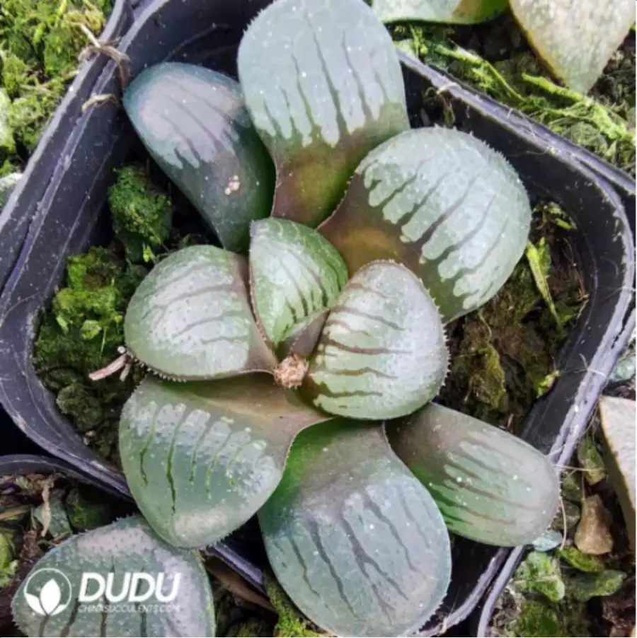 1-3008.webp Haworthia hybrid Mirrorball - Image 1