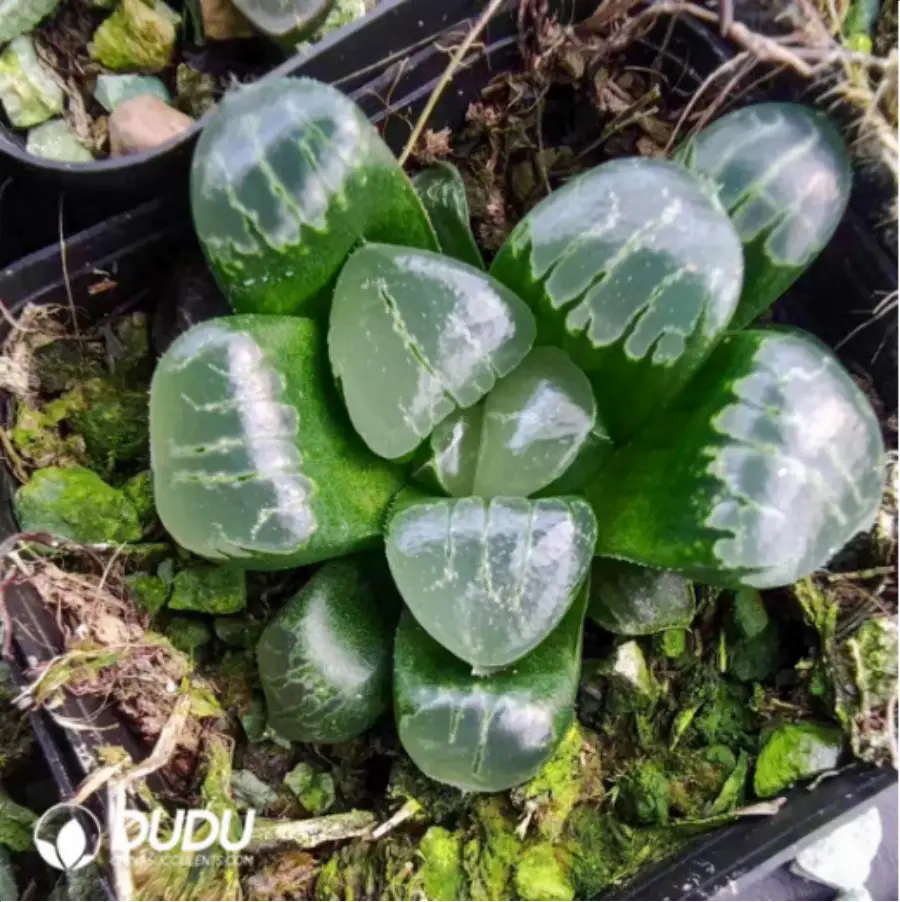 1-3009.webp Haworthia Princess Jikkei - Image 1