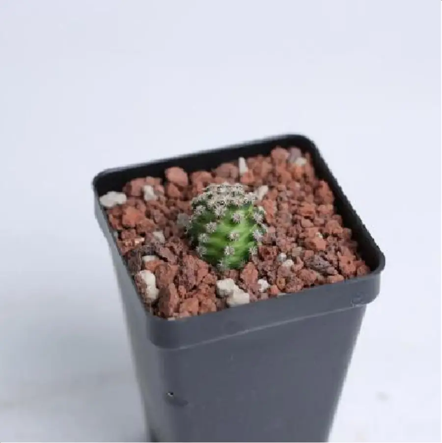 1-3014.webp Cactus Mammillaria hernandezii - Image 1