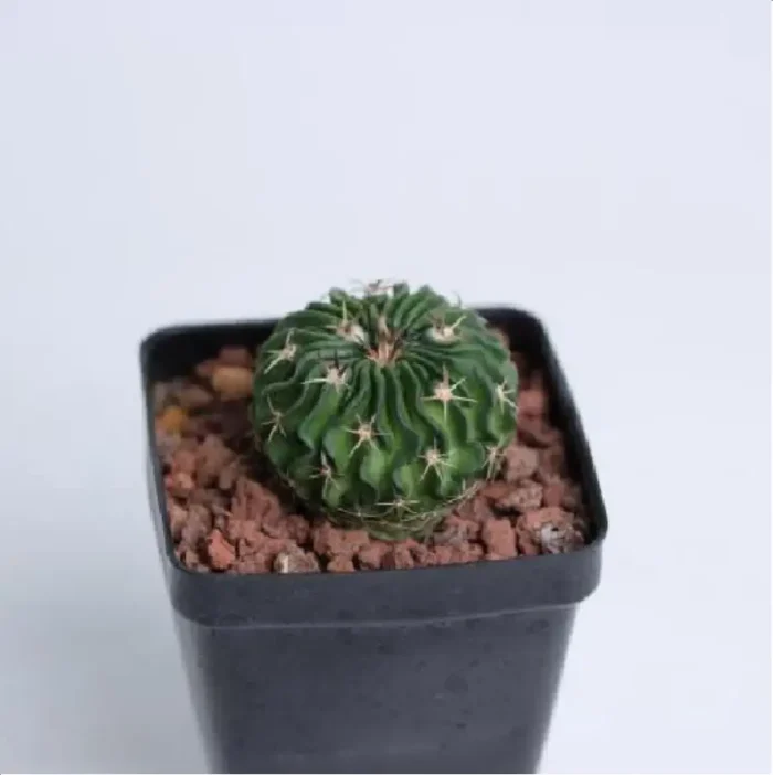 Cactus-Echinofossulo - Image 1