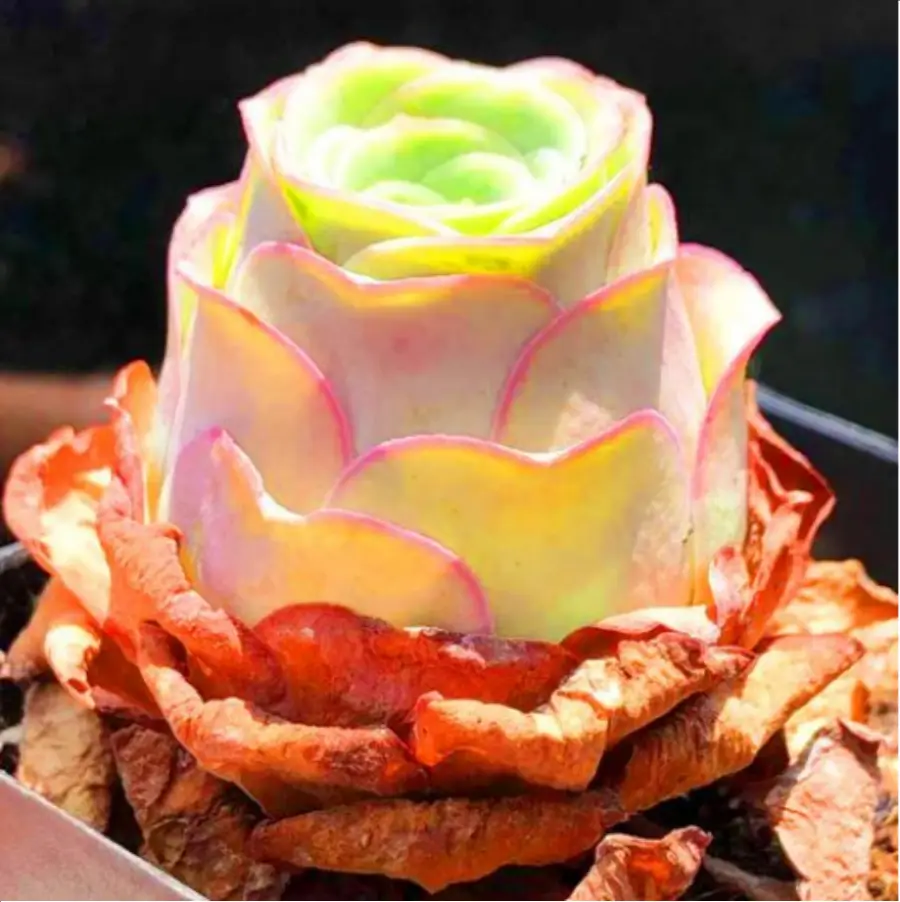 1-3034.webp Aeonium Greenoviaaurea ex Tenerife - Image 1