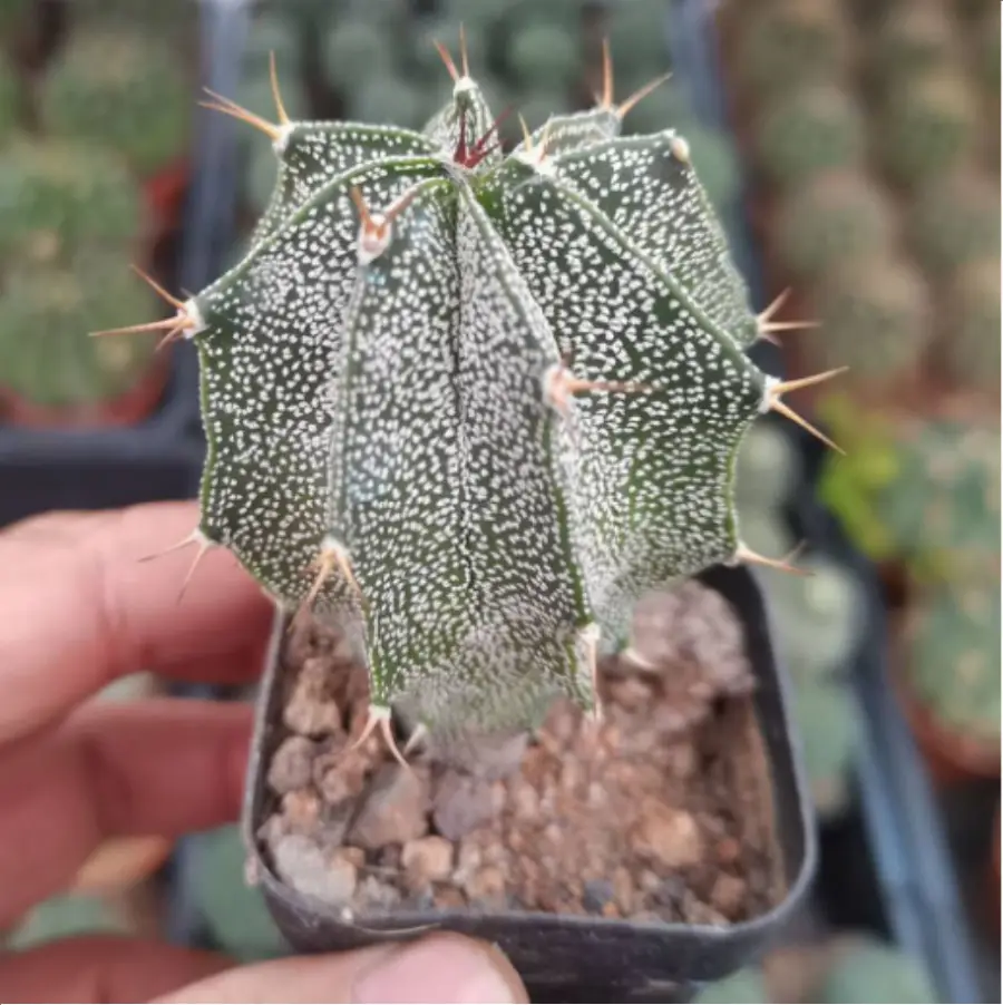 1-3044.webp Cactus-Astrophytum ornatum - Image 1