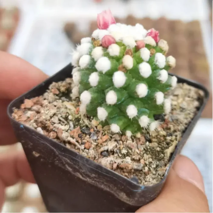 Mammillaria vetula ssp. gracilis - Image 1