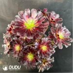 Aeonium Caput-Medusae Middle Variegated Cluster