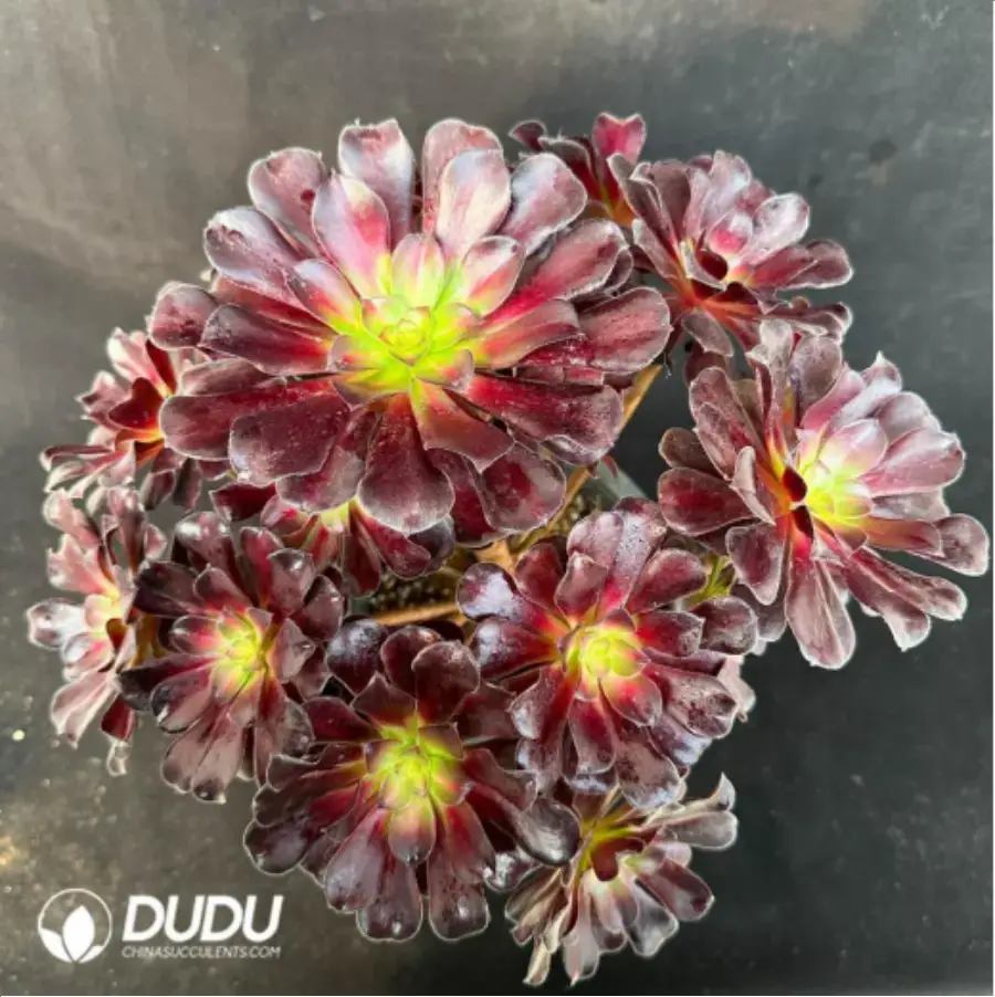 1-3054.webp Aeonium Caput-Medusae Middle Variegated Cluster - Image 1