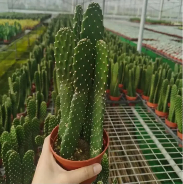 Cactus-Opuntia dillenii Clustering - Image 1
