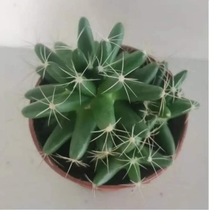 1-3063.webp Cactus-Dolichothele'longimamma'(DC.)'Britton'&'Rose Clustering - Image 1