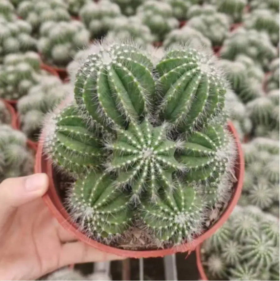 1-3064.webp Cactus-Noto magnificus Clustering - Image 1