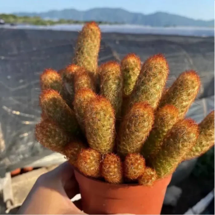 1-3066.webp Cactus-Echinopsis tubiflora'(Pfeiff.) Zucc. Clustering - Image 1