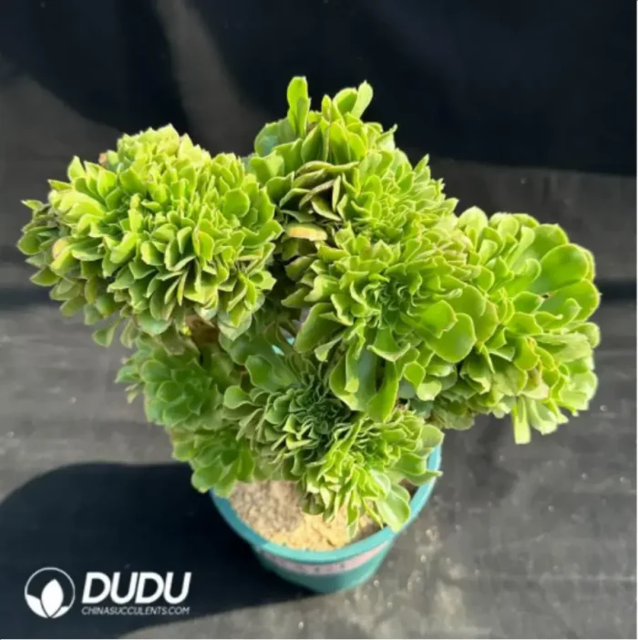 1-3072.webp Green cashmere Cristata - Image 1