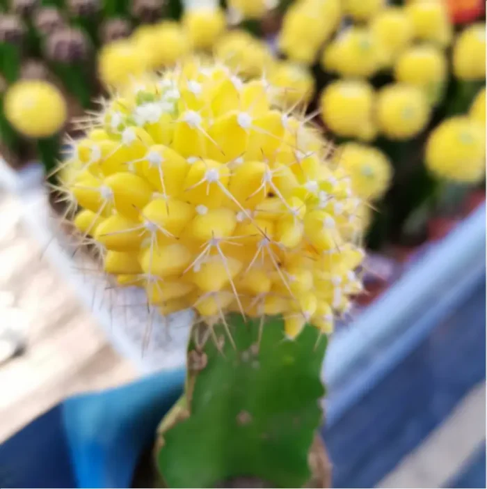 1-3077.webp Cactus-yellow Grafted 1 (60mm) - Image 1
