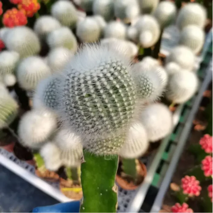 1-3078.webp Cactus-white Grafted (60mm) - Image 1