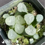 Haworthia mooncup