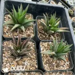 Haworthia Ivory tower Variegated