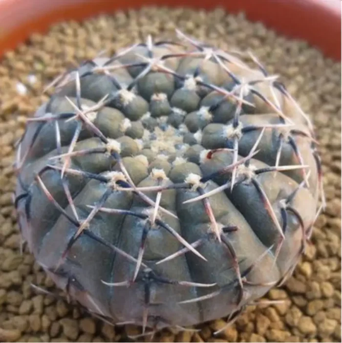 Cactus-Gymnocalycium bodenbenderianum - Image 1