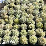 105Pcs/Tray Echeveria White Lotus Seedlings(Mix & Match 5+)