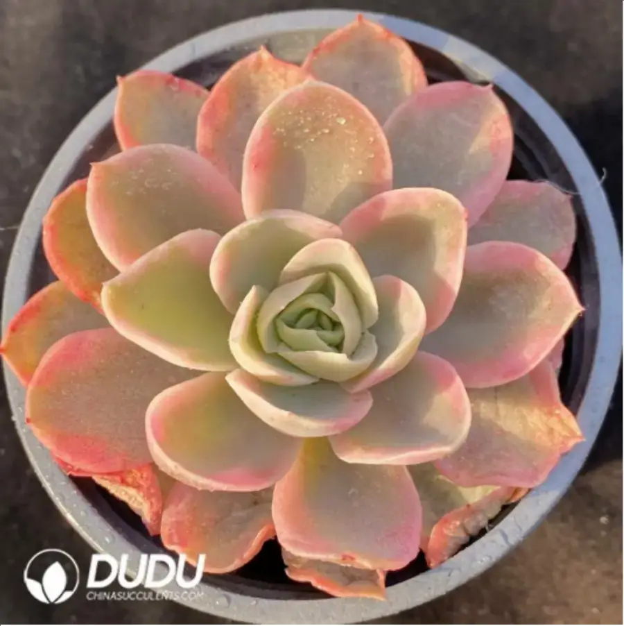 1-311.webp Echeveria Pink Bella Variegated - Image 1