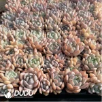 105Pcs/Tray Echeveria Monroe Seedlings(Mix & Match 5+)