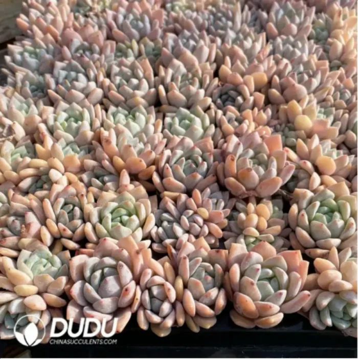 105Pcs/Tray Echeveria Monroe Seedlings(Mix & Match 5+) - Image 1