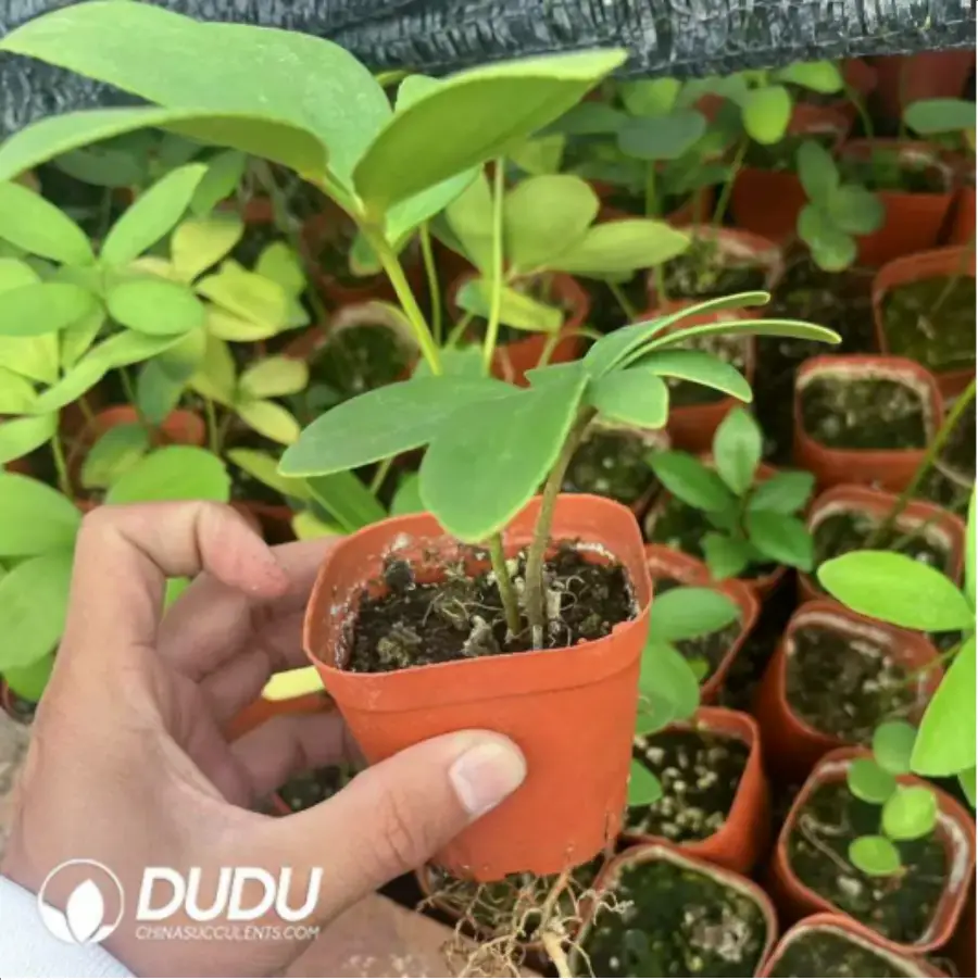 1-345.webp Zamiaceae Horan Mexican iron tree - Image 1