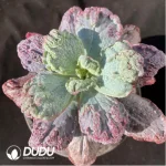 Echeveria Baron Bold
