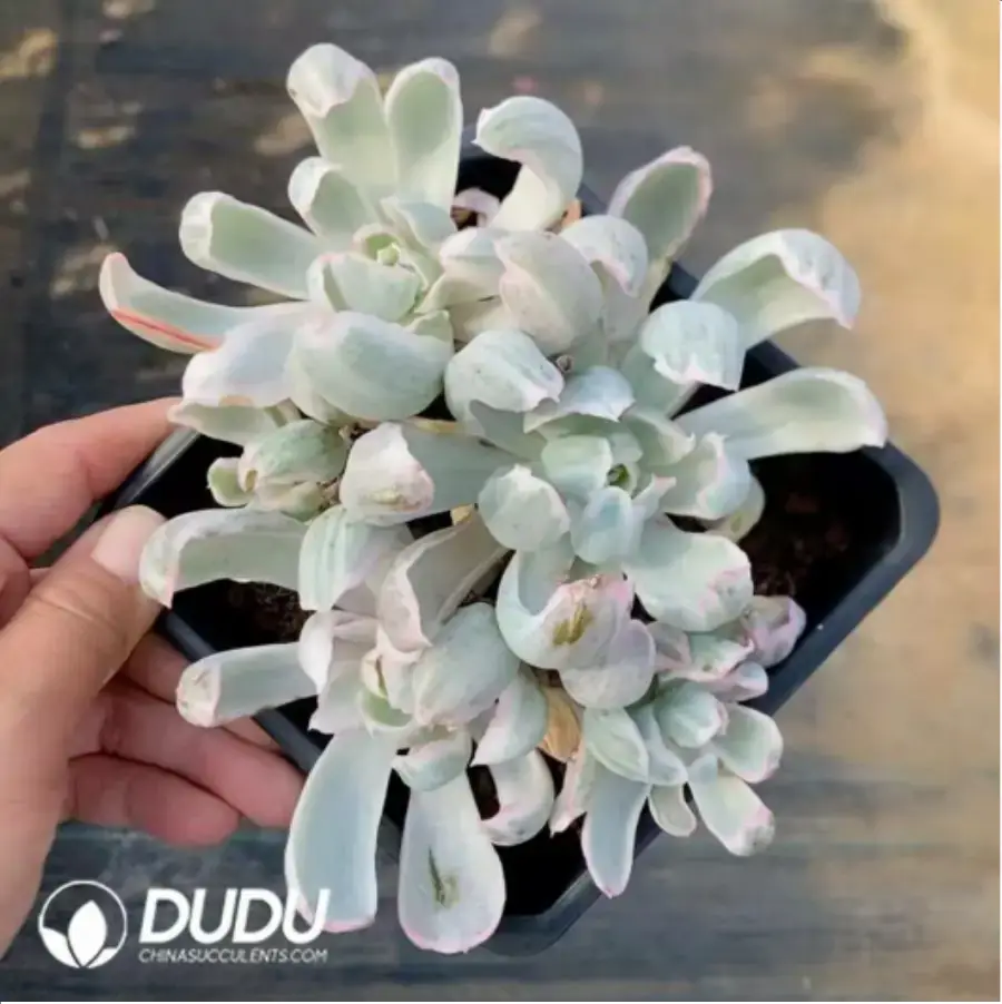 1-383.webp Echeveria Berkeley Light Clustering - Image 1