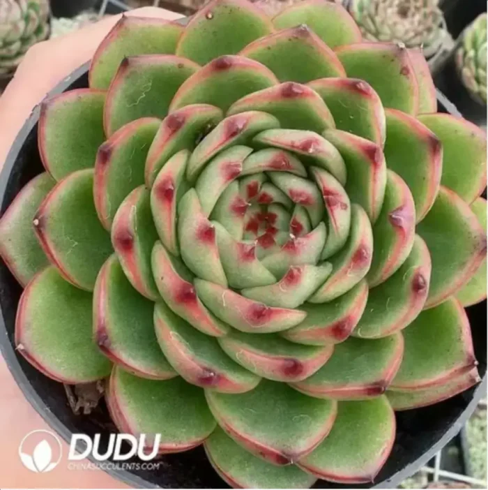 $3.5*24Pcs Echeveria Moonstone - Image 1