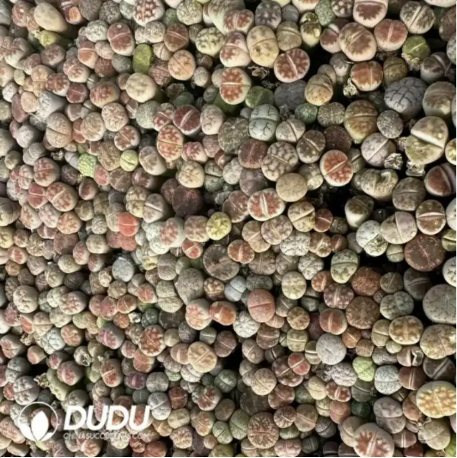 1-438.webp Lithops Mixed 1000pcs - Image 1