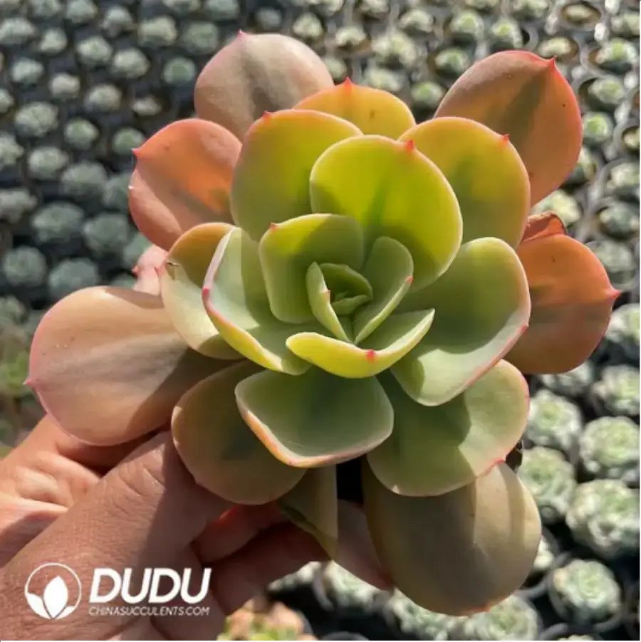 1-455.webp Echeveria No name Hybridization variegated - Image 1