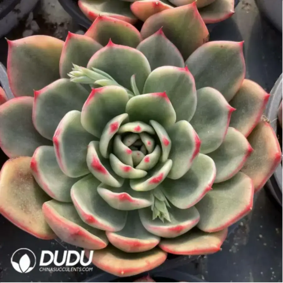 1-456.webp Echeveria Pig Nose Variegated - Image 1