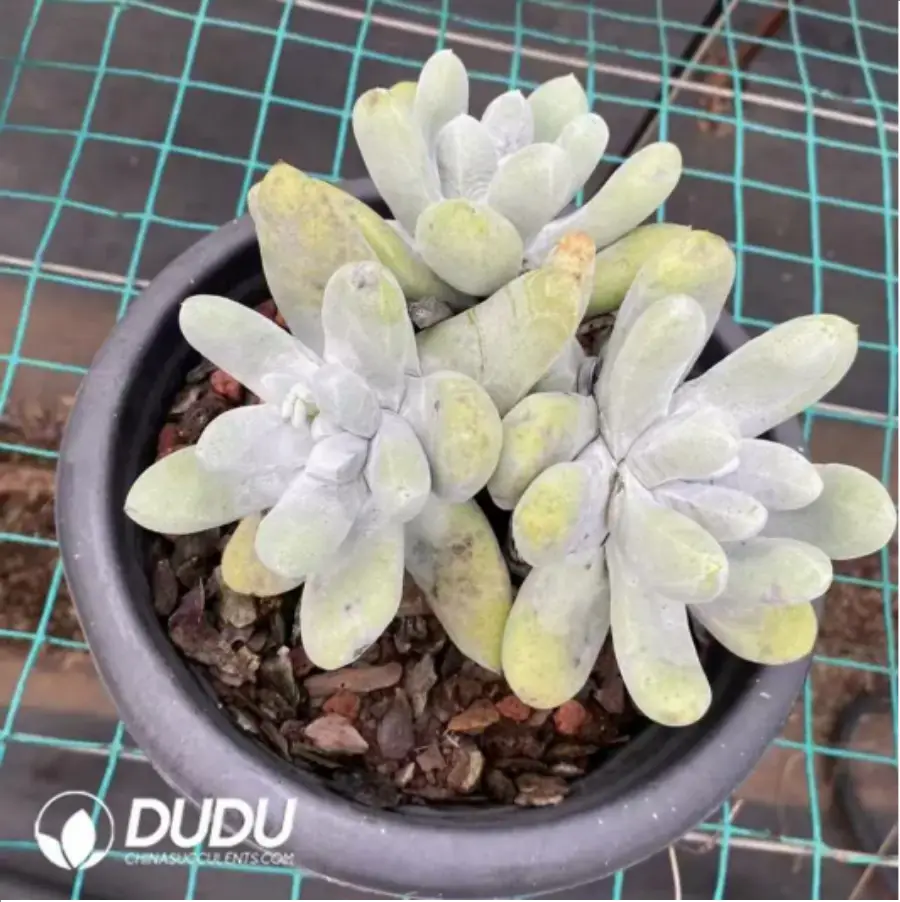 1-460.webp Dudleya Thumb Cluster - Image 1