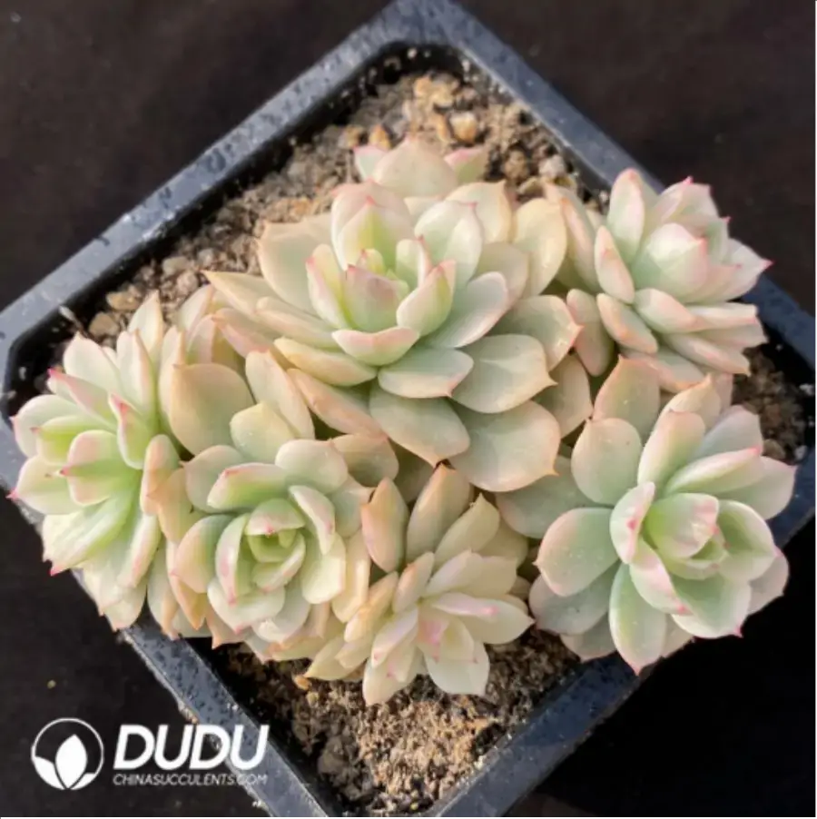 1-462.webp Echeveria Deren-Oliver Variegated Clustering - Image 1