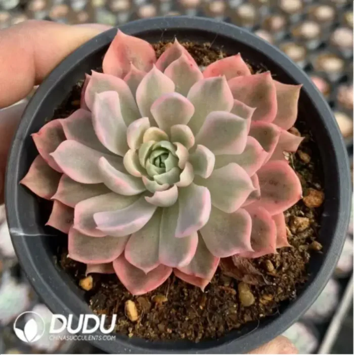 1-490.webp Echeveria Desert Rose Variegated - Image 1