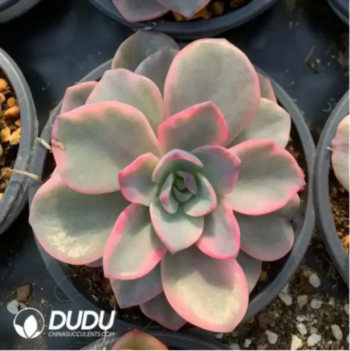 1-492.webp Echeveria Halin Pink Variegated - Image 1