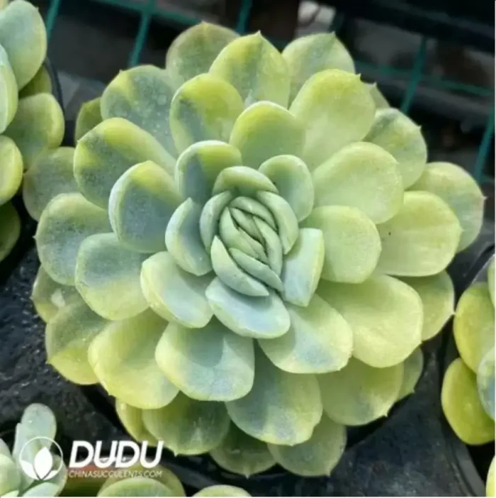 1-494.webp Echeveria Minibell Variegated - Image 1