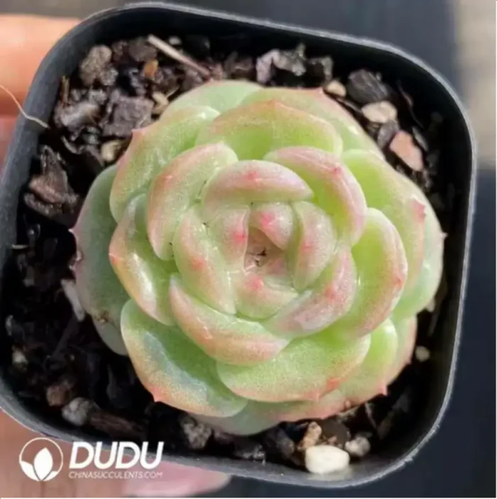 Echeveria Goddess pool - Image 1