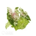 0.3/Pcs Caladium 'CM38' Seedling(100Pcs??