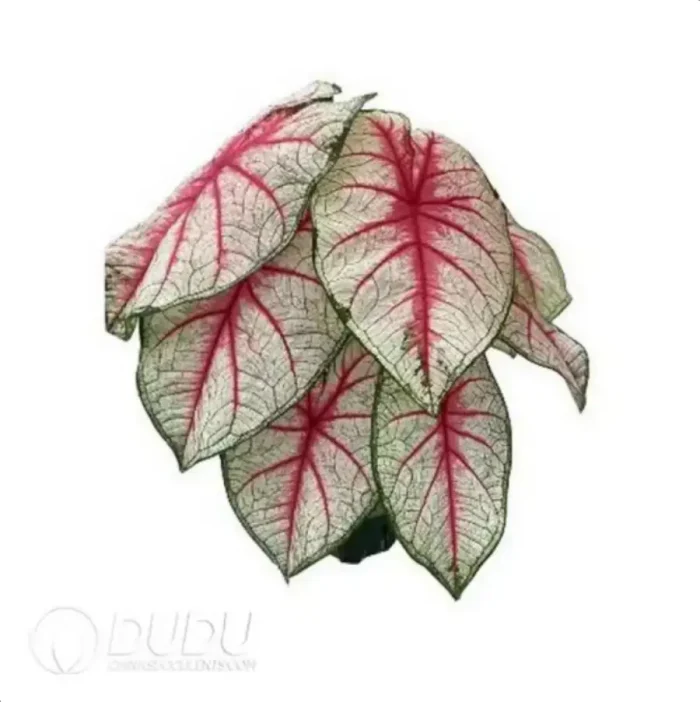 1-517.webp 0.3/Pcs Caladium 'Radiance' Seedling(100Pcs?? - Image 1