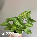 0.2/Pcs Syngonium Laila Seedling(100Pcs??