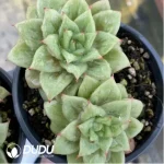 Echeveria Rose Maria Double Head