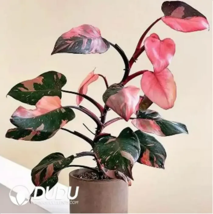1-547.webp 0.5/Pcs Philodendron Pink princess Seedling(100Pcs?? - Image 1