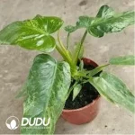 0.3/Pcs Philodendron golden dragon Seedling(100Pcs??