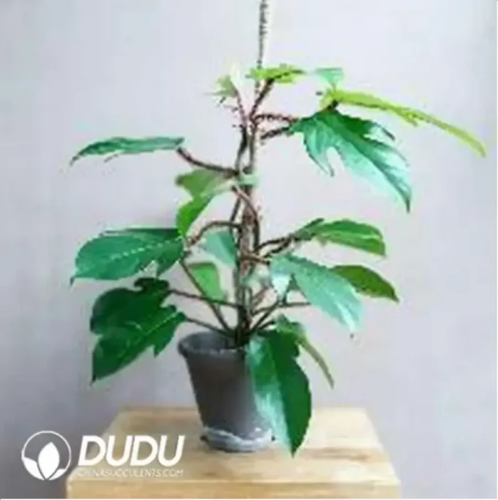 1-549.webp 0.3/Pcs Philodendron squamiferum Seedling(100Pcs?? - Image 1