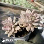 Echeveria Blood Moon Variegated
(Ramdon single head, double head, cluster)