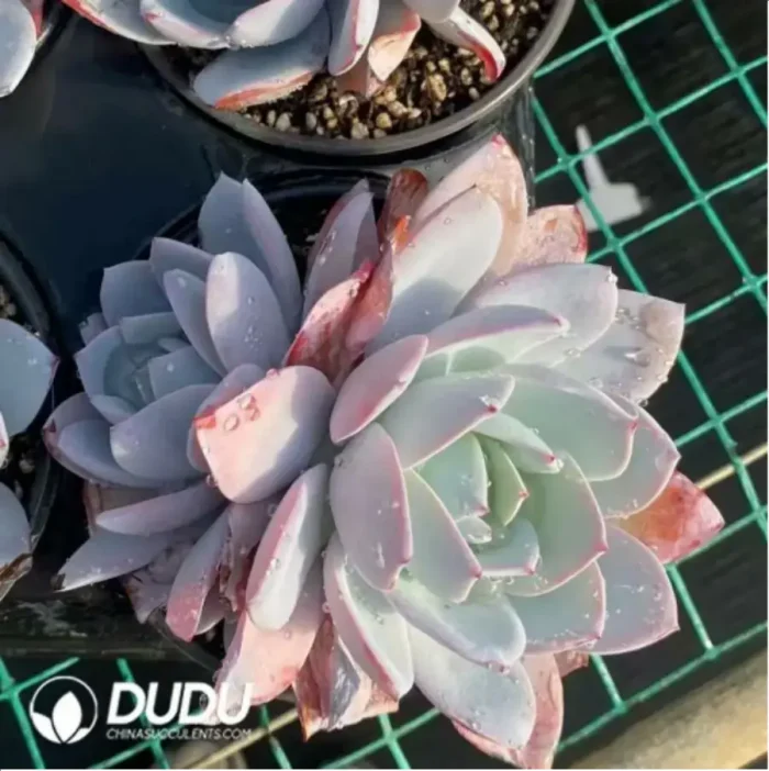 Echeveria white lotus double - Image 1